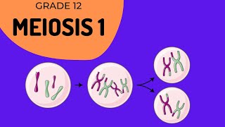 Meiosis 1  Crossing over and Phase identification [upl. by Trumann202]