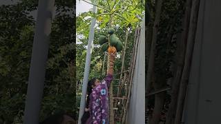 Papaya బొప్పాయి harvesting cutting papaya mygarden gardening harvesting shortvideo ytshorts [upl. by Ettevahs]