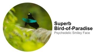 Superb BirdofParadise Psychedelic Smiley Face [upl. by Yodlem138]