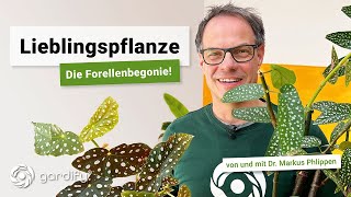 Forellenbegonie – Die richtige Pflege der Trendpflanze  gardify Tipps [upl. by Morley]