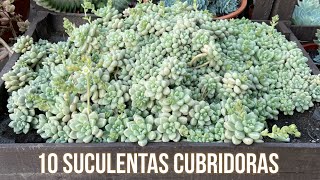 10 Suculentas Cubridoras de Rápido Crecimiento y Fácil Cuidado [upl. by Anerol]