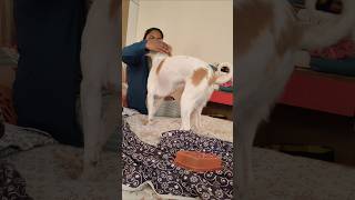 Nenu rammante ravali kada akka na tappu em undi trendingshorts doglover dog funny happy [upl. by Ferneau]