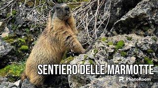 Val di Fassa 2023  Sentiero delle marmotte [upl. by Nospmis]