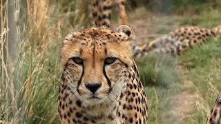 Cheetah Cat Walk  Hamerton Zoo Park [upl. by Bornie]