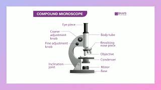 Grade11 Microscopy [upl. by Enehs]