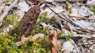 Morilles laissées sur place 290324 on y retourne dici quelques jours pour voir la différence [upl. by Tibbs655]