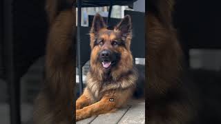 5 Dog Breeds That Should Be Reported to the Police 🐾🚨 shorts dogs dog [upl. by Stefanac]