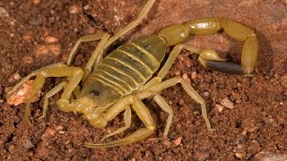 Scorpion killer Deathstalker Scorpion  Leiurus quinquestriatus [upl. by Irita]