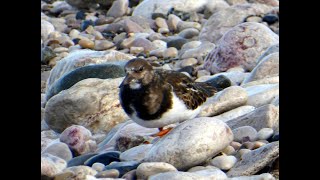 Ringed Plovers and Turnstones at Penrhyn Bay [upl. by Ueihtam]