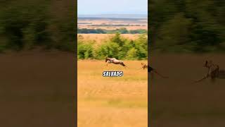 Guepardo vs cebras 😱 animales animalessalvajes animals wildlife salvaje mundoanimal [upl. by Parsifal]