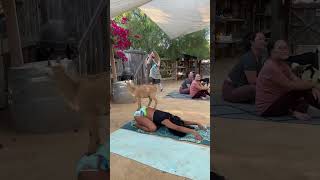 Woman does yoga poses as a goat climbs on her [upl. by Mirna813]