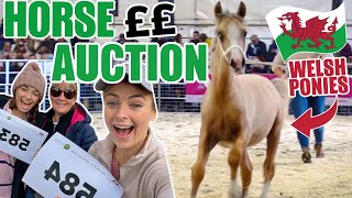 WHAT TO EXPECT WHEN BUYING HORSES AT AUCTION  A day at the Welsh Pony sales [upl. by Lehcyar]