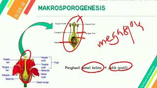 GAMETOGENESIS PADA TUMBUHAN MIKROSPOROGENESIS amp MEGASPOROGENESIS [upl. by Crespi]