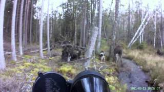 Älgattack i SmålandMoose attack in southern Sweden HD [upl. by Dauf]