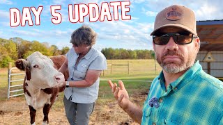 Is Our New Cow Loving or Hating the Farm 5Day Update [upl. by Nedla]