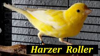 Harzer Roller Gesang  Gesangskanarien Canarysong Edelroller [upl. by Raamaj160]