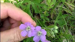 MyNature Apps Identifying Wild Geranium Geranium maculatum [upl. by Jankell]