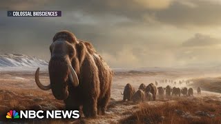 A modernday woolly mammoth may be just a few years away biotech company says [upl. by Ikila]