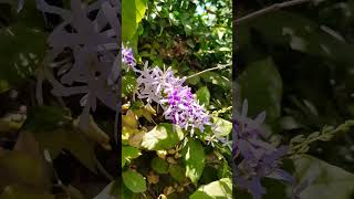 Petrea volubilis Plant flowers Commonly known as quotqueen Wreathquot naturebeauty [upl. by Aihsiyt]