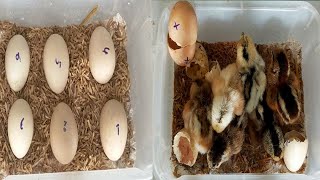 Incubate chicken eggs with rice husks and agar [upl. by Erich]