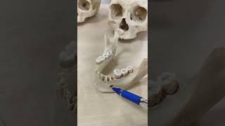 Mandibular foramen [upl. by Munshi]