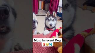 Cutest dog in the world 🚨😭 shorts dog husky trendingsongs [upl. by Peirsen657]