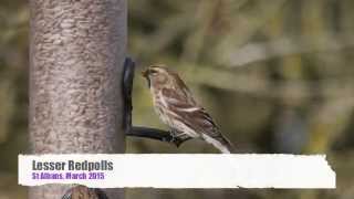 Gold Topped Lesser Redpoll [upl. by Millman]