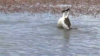 Hooded Grebe courtship dance rare footage from quotTango in the Windquot [upl. by Raddy]