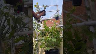 DIY Trellis ideas 💡 diy youtube viralvideo reels [upl. by Vinia]