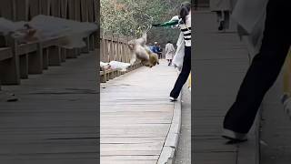 ❤️🙈🙉🐵These monkeys are out of control Episode 1 funny best pet compilation monkey pet [upl. by Harts]