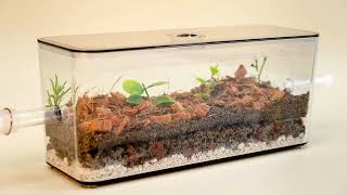 My Living Ant Formicarium Best Ants UK Natural Ant Farm [upl. by Andreas]