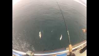 PESCA IN MARE  i merluzzi dell oceano [upl. by Gram]