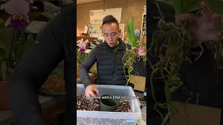 How to Repot Your Orchid [upl. by Idnahc]