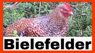 Rare Chicken Breeds Bielefelder Chickens at AldermanFarms  082016 [upl. by Nnylak367]