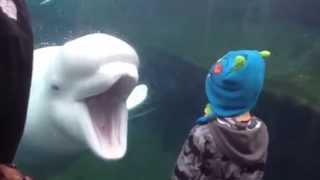 Kid scared of Beluga Whale [upl. by Ailey]