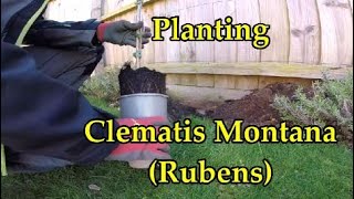 CLEMATIS MONTANA Rubens Planting and fixing support wires [upl. by Ettenotna]