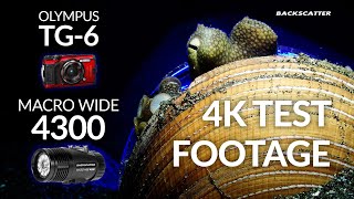 Olympus TG6 amp Backscatter Macro Wide 4300 Video Light  4K Underwater Demo Video [upl. by Higbee]