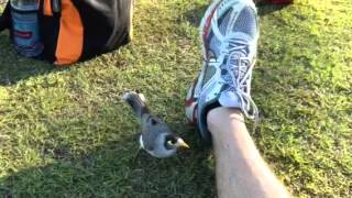 Noisy Miner Attack [upl. by Elyad538]