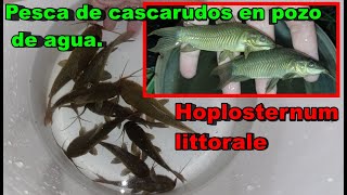 Pescando cascarudos Hoplosternum littorale en pozo con agua [upl. by Onifled]