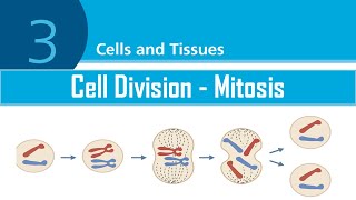 LESSON 6  Cell Division MitosisProtein Synthesis  FIS1601 [upl. by Ocicnarf]