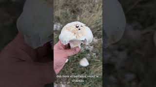 Agarics Géants en Lozère 🍄😮 [upl. by Kimble]