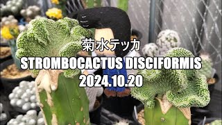 菊水テッカ Strombocactus disciformis 2024 10 20 [upl. by Trebreh]