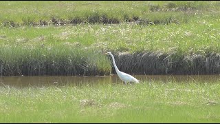 Parker River National Wildlife Refuge [upl. by Noryk85]