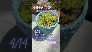 2024423 今日のタニパト 多肉植物 タニパトゴールデンカーペット [upl. by Etz]