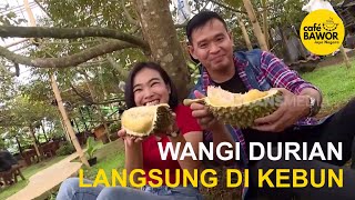 Cafe Bawor Jaya Nagara kebun Durian Bawor terbesar di Bogor Cuan Boss [upl. by Sarine]