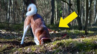 Why This Dog Begins Digging a Grave and Then Abruptly Pause and Begin to Bark [upl. by Adiesirb124]