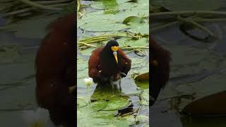 ADORABLE Northern Jacana Chicks Protected By Dad [upl. by Eerrehc]