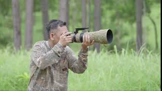 Nikon Z6III Outperform Bird photography with z6iii Overcast sky in the pines forest of Cambodia [upl. by Etselec]