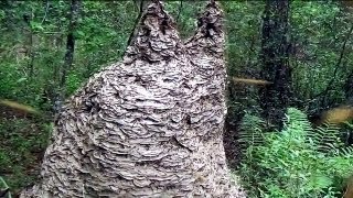 MASSIVE Yellow Jacket wasp nest in Florida [upl. by Enitsenre759]