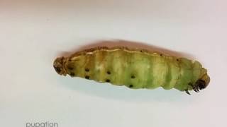 From Larva to Pupa Pupation of Manduca sexta [upl. by Vaclava487]